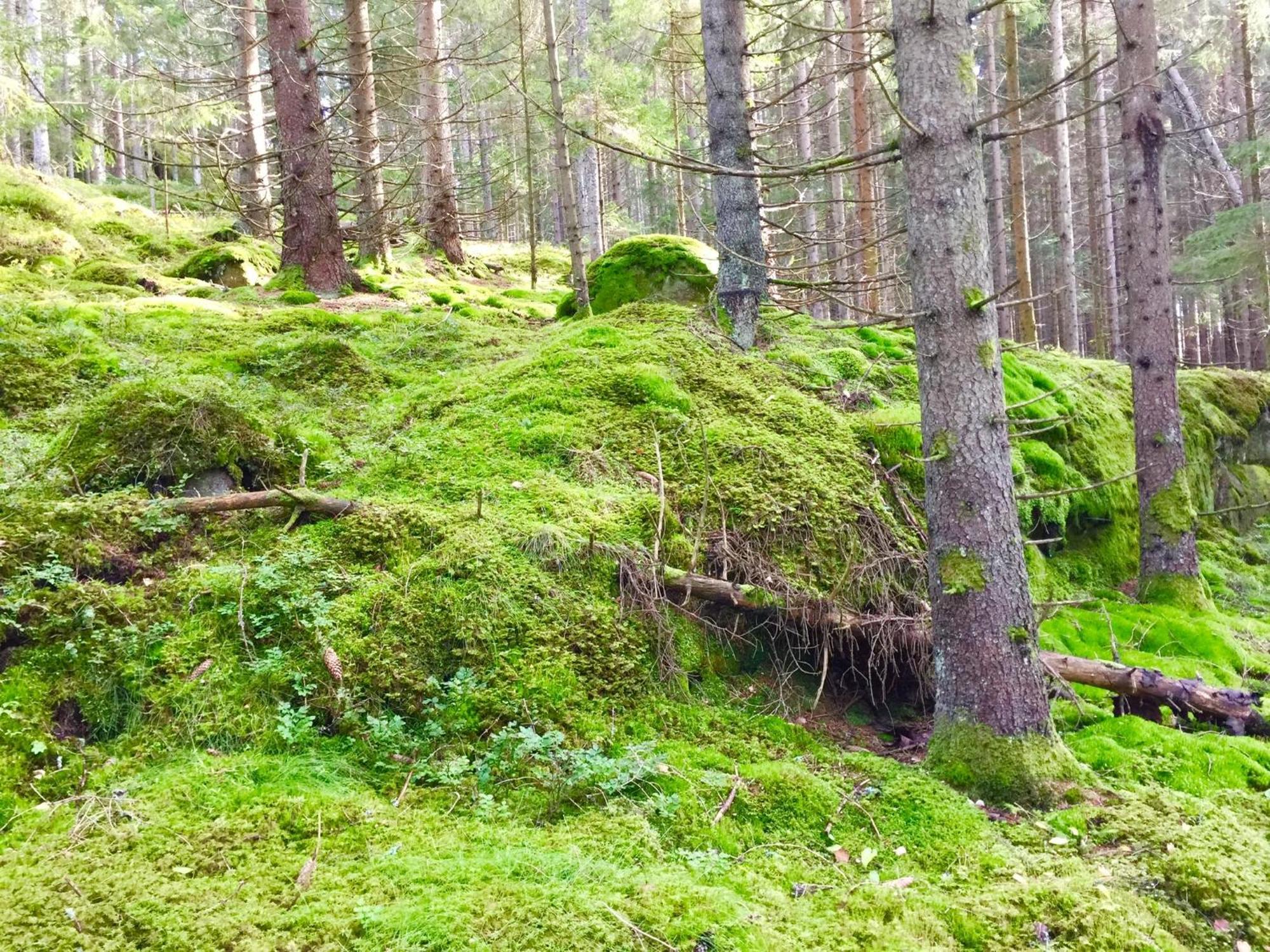 The Blomsholm Cabin - Load Your Electric Car Strömstad المظهر الخارجي الصورة
